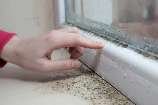 Best Mold Damage Restoration  in King, NC